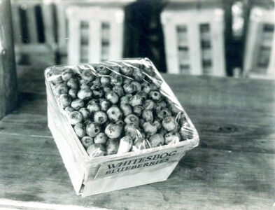 Elizabeth White: The Blueberry Queen Image